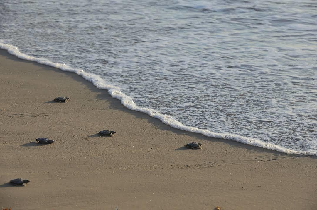 Sea Turtle Rescue Center