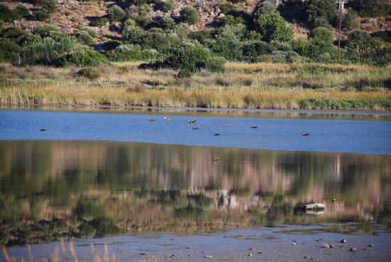 The Alyki wetlands
