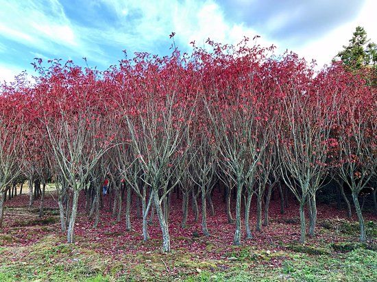 Historische Stätte Hangpaduri Hangmong
