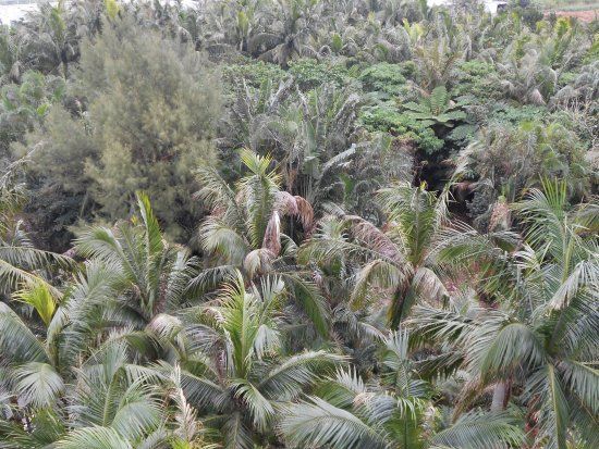 Satake Yaeyama Palm Trees Museum