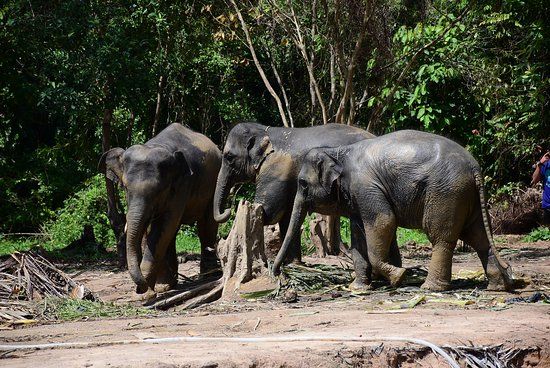 Elephant Care Samui