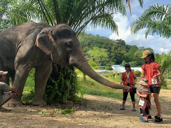 Elephant Care Park Phuket