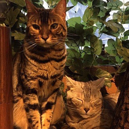Itsukushima Hyo Neko No Mori