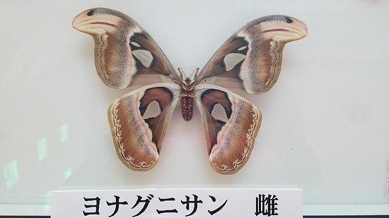 Atlas Moth Museum
