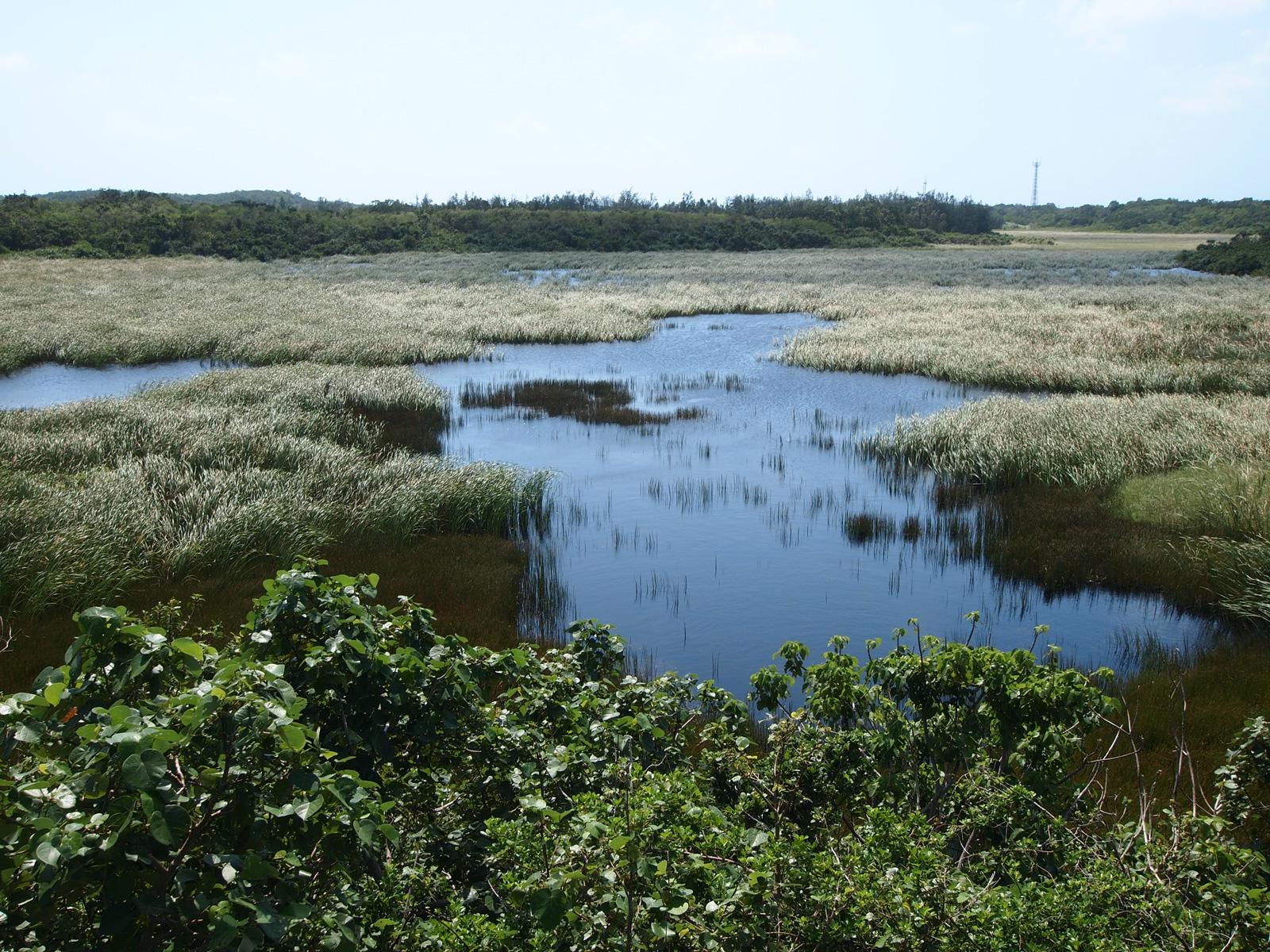 Ikema Wetland