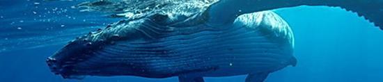Pacific Blue Adventure