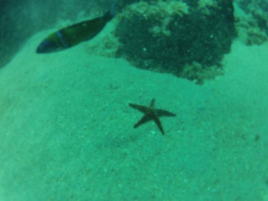 Octopus Diving Centre