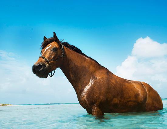 Horse Ranch Bonaire