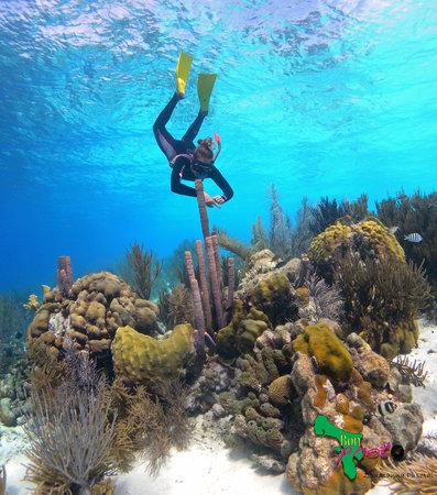 Woodwind Sailing & Guided Snorkel