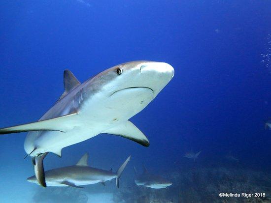 Grand Bahama Scuba