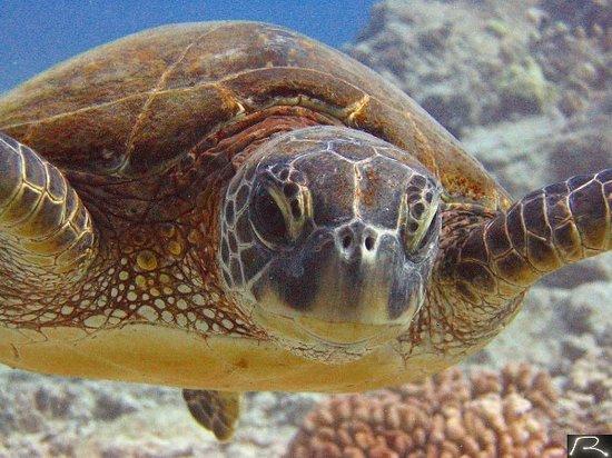 Blue Wilderness Dive Adventures