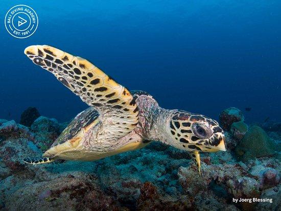 Bali Diving Academy Lembongan