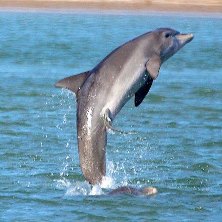 Fins to Feathers