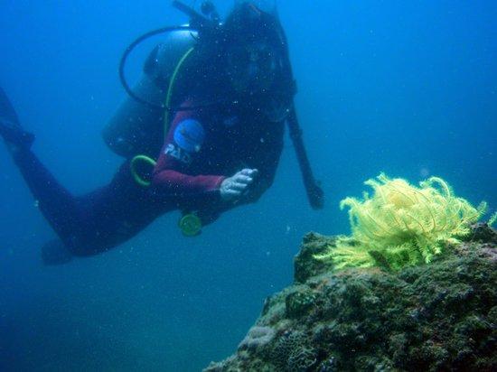 Hainan Diving
