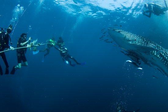 Carabao Diving Center