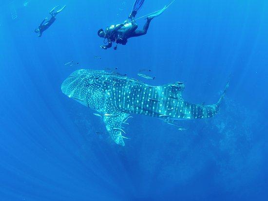 Big Bubble Dive School