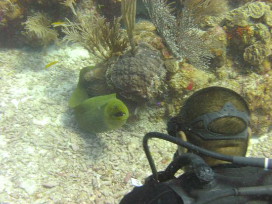 Black Durgon Dives