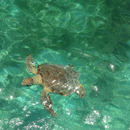 Culebra Jet Ski Tours