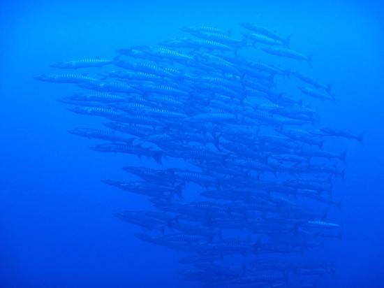 Diving Service Marlin