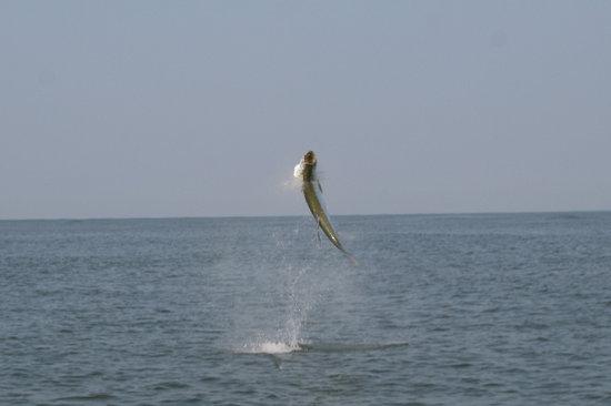 Marsh Tacky Sportfishing