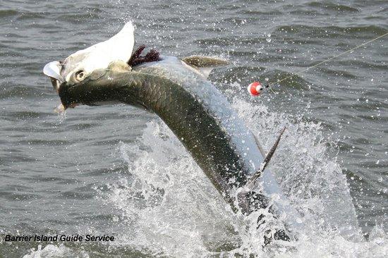 Barrier Island Guide Service