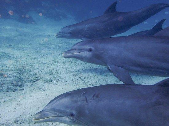 Premier Divers