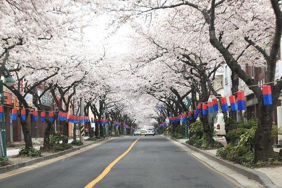 Jeju Jeonnonglo Beojkkochgeoli