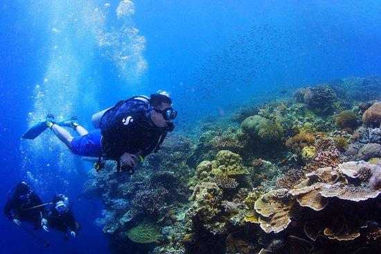 Blue Revival Diving