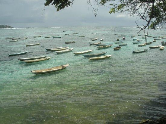 Seaweed Farming