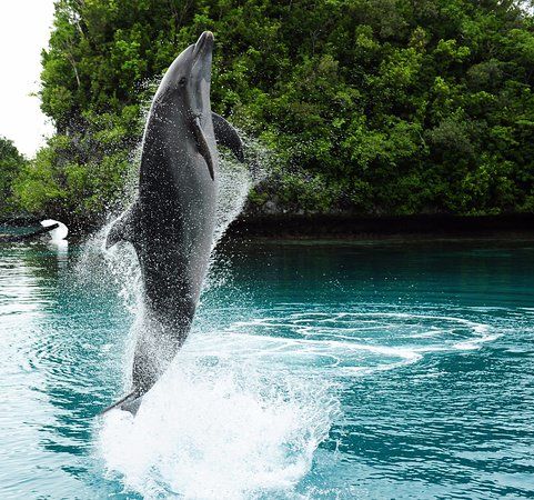 Dolphins Pacific