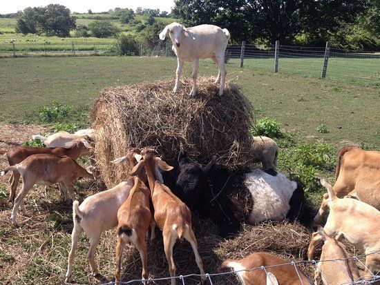 Simmons Farm Petting Zoo