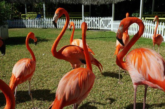 Jardins et zoo Ardastra