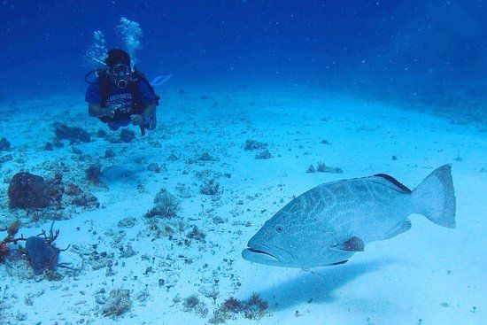 El Paso del Cedral Reef