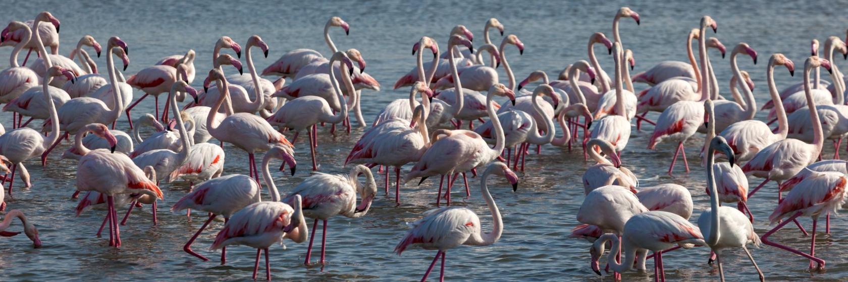 Naturschutzgebiet Ras Al Khor