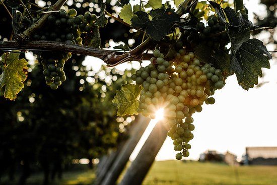 Newport Vineyards