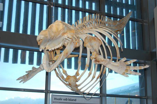 Naturhistorisches Museum