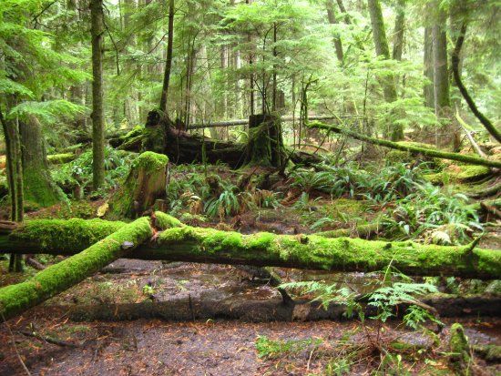 Heritage Forest
