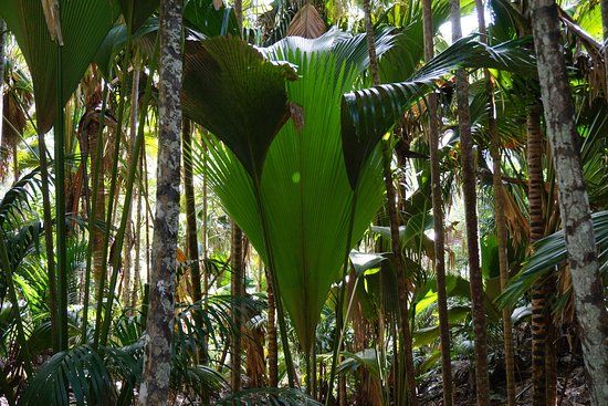 Naturreservat Vallée de Mai