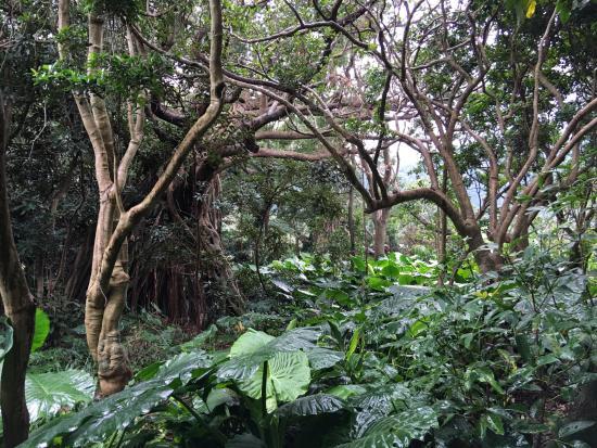 Shitogo Banyan Tree