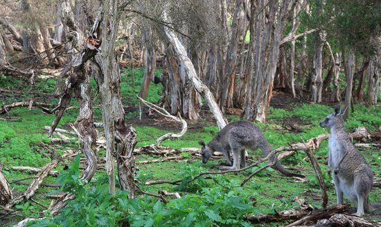 Phillip Island Wildlife Park