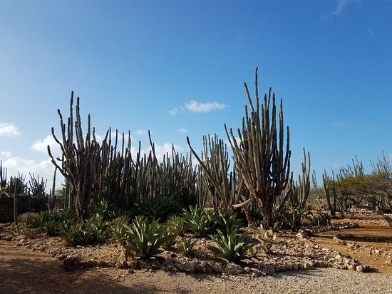 Rooi Lamoenchi