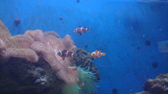 Marine Ecology Research Centre