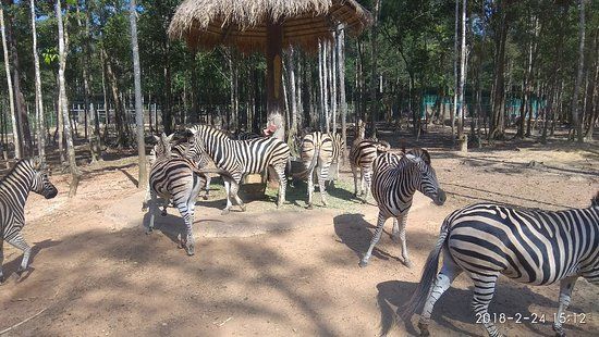 Vinpearl Safari
